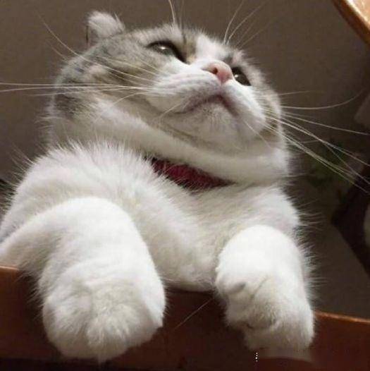 猫有双下巴是可爱人有双下巴是胖太真实了