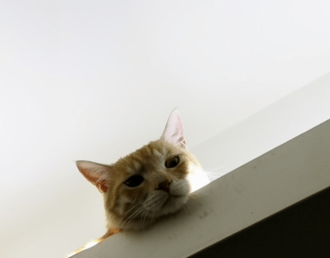 感觉头顶毛毛的，抬头就对上猫的眼睛，主人无奈：你又监视我？_猫咪