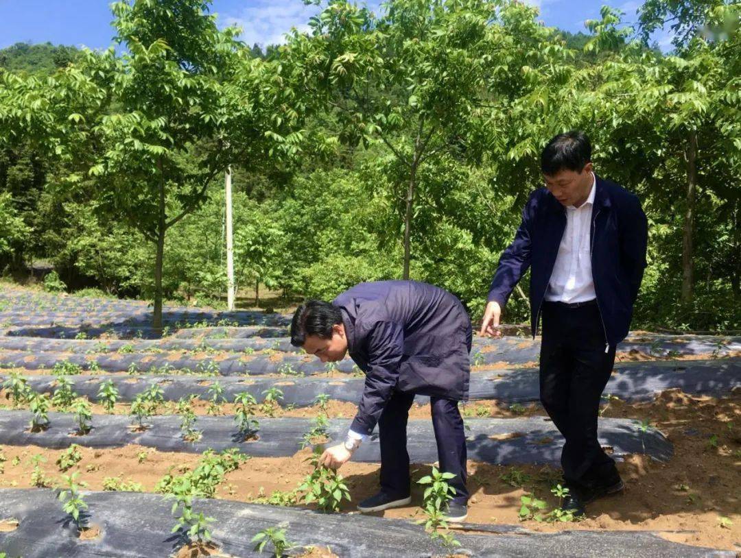 省政府副秘书长田茂松到羊场乡调研脱贫攻坚工作