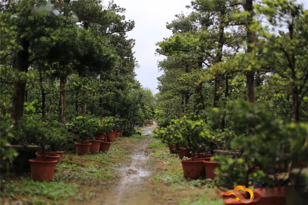 罗汉松种植基地此外,带动发展350户非社员种植罗汉松,主要集中在