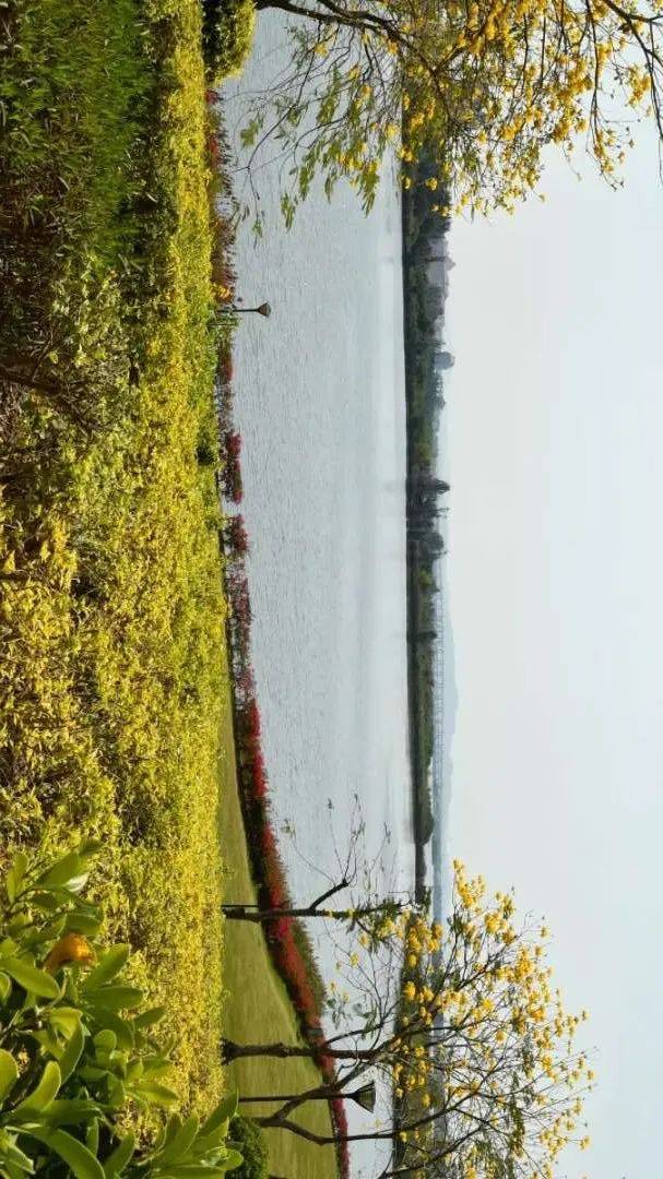 幸福河61家乡水⑧厦门杏林湾湿地变绿肺白鹭伴湖飞