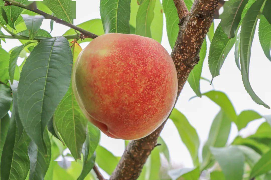 桃子熟啦资阳这里有一片十里桃林还有福利送给大家