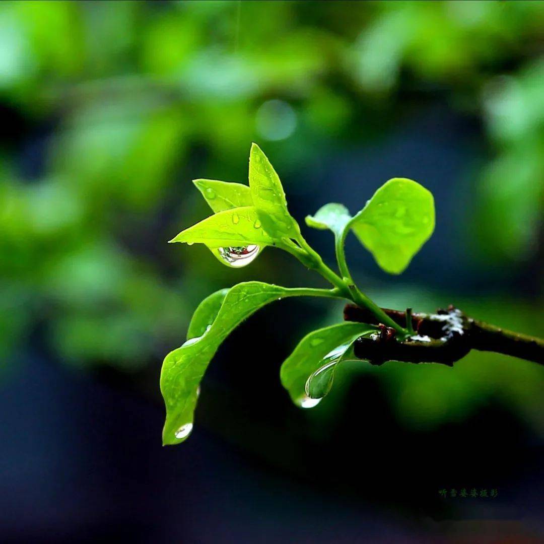 中國網絡詩歌細雨如煙曇花外二首