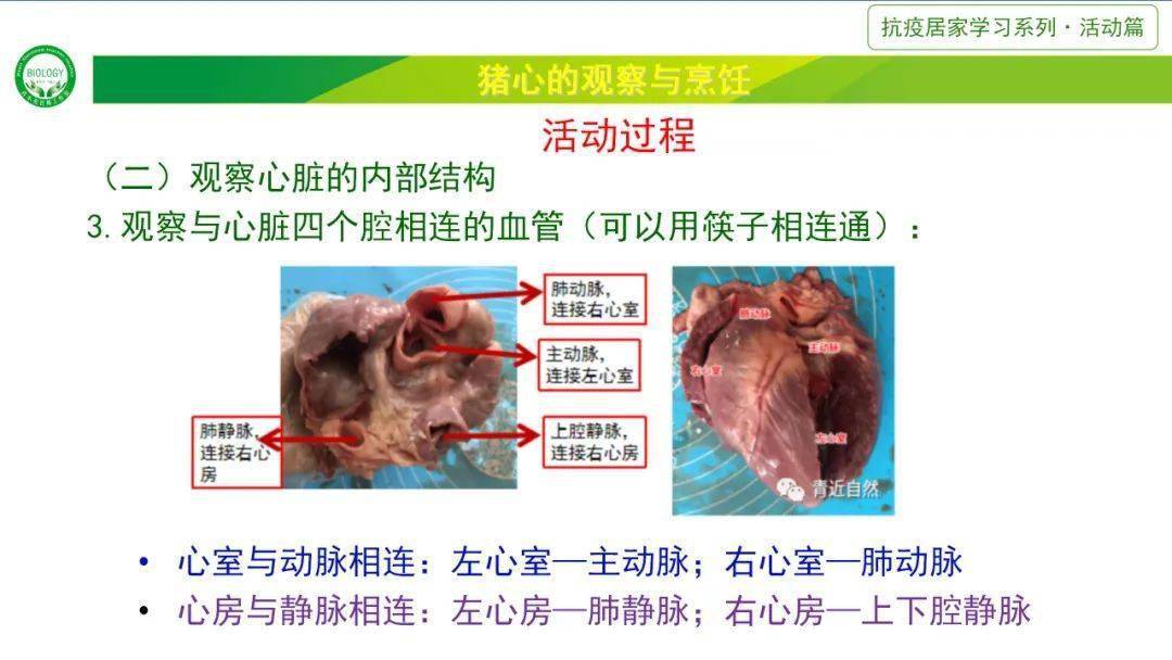 猪心脏解剖结构图图片