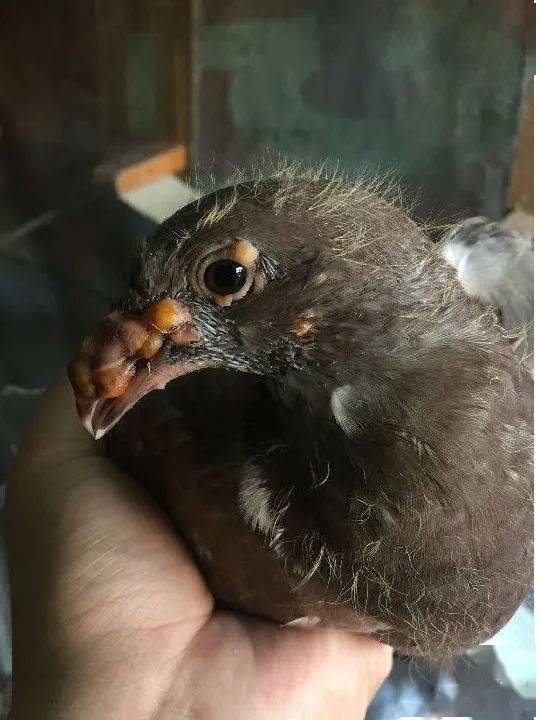 它的出现让鸽场措手不及