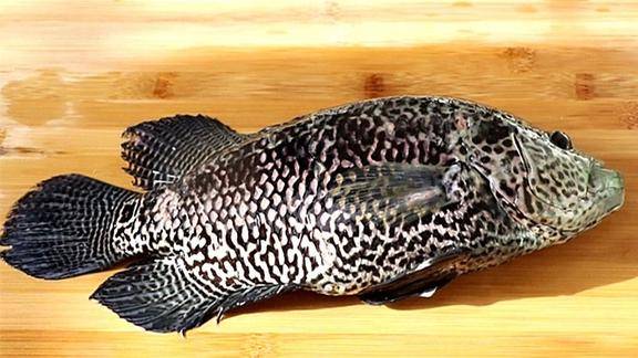 用花斑鱼做鱼生肉质紧嫩无腥味比普通的淡水里好吃
