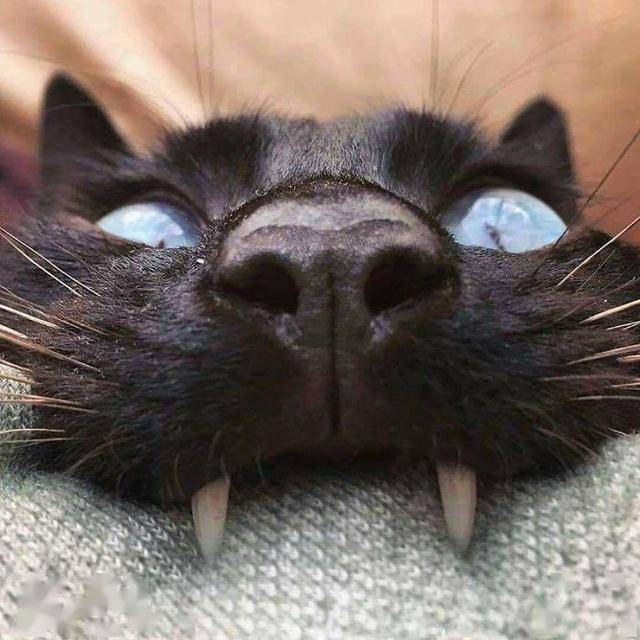 猫咪亮出"小犬牙",就暴露"小脑斧"的面目啦
