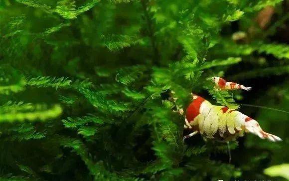 水草造景 别人家的莫斯怎么那么绿 我养的莫斯水草怎么老是发黄 养分