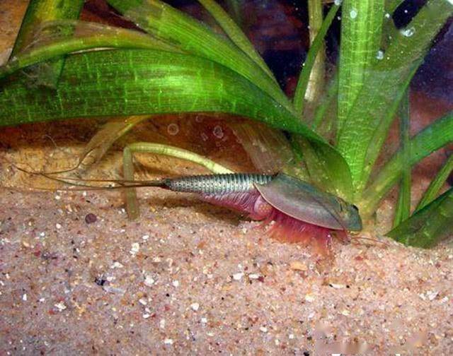 据了解,这种生物名为鲎,在地球上已经生存了两亿年之久,但它们的生命