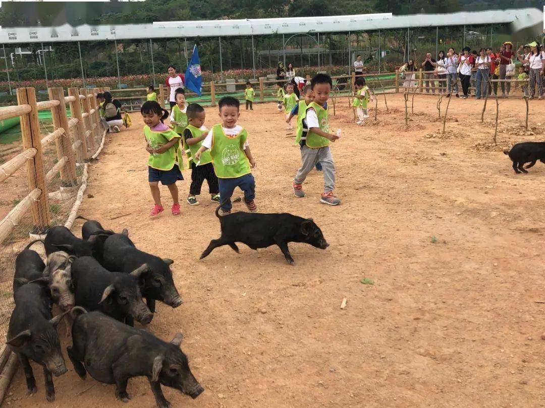 原创ip主题户外亲子探索乐园180元抢360元阿菠萝小猪农场1大1小亲子