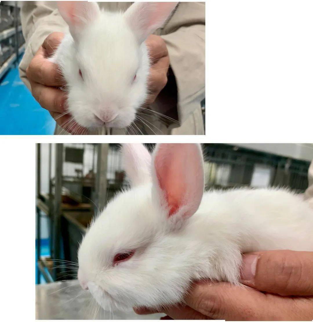 微科普 | 萌物入侵,新西兰白兔的成长日志_家兔