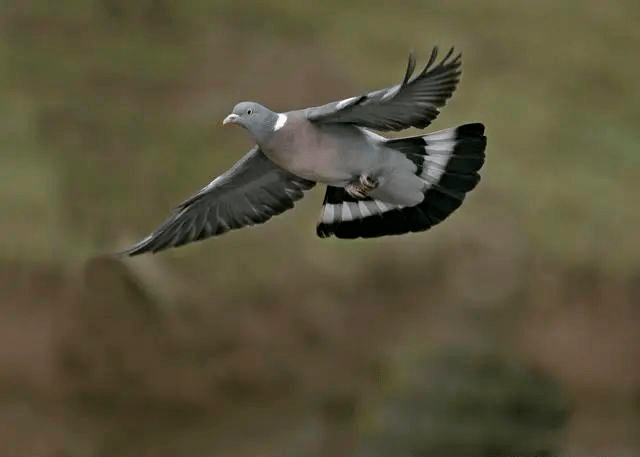 15招让爱鸽快速回家
