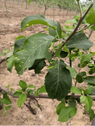 首先,我們來充分認識一下蘋果花葉病毒病:蘋果病毒性花葉主要危害葉片