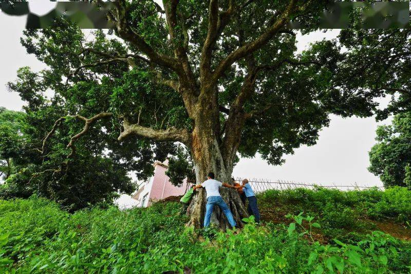 这棵大荔枝树历经800多年风雨沧桑,树干镌刻了时光流淌的印记.