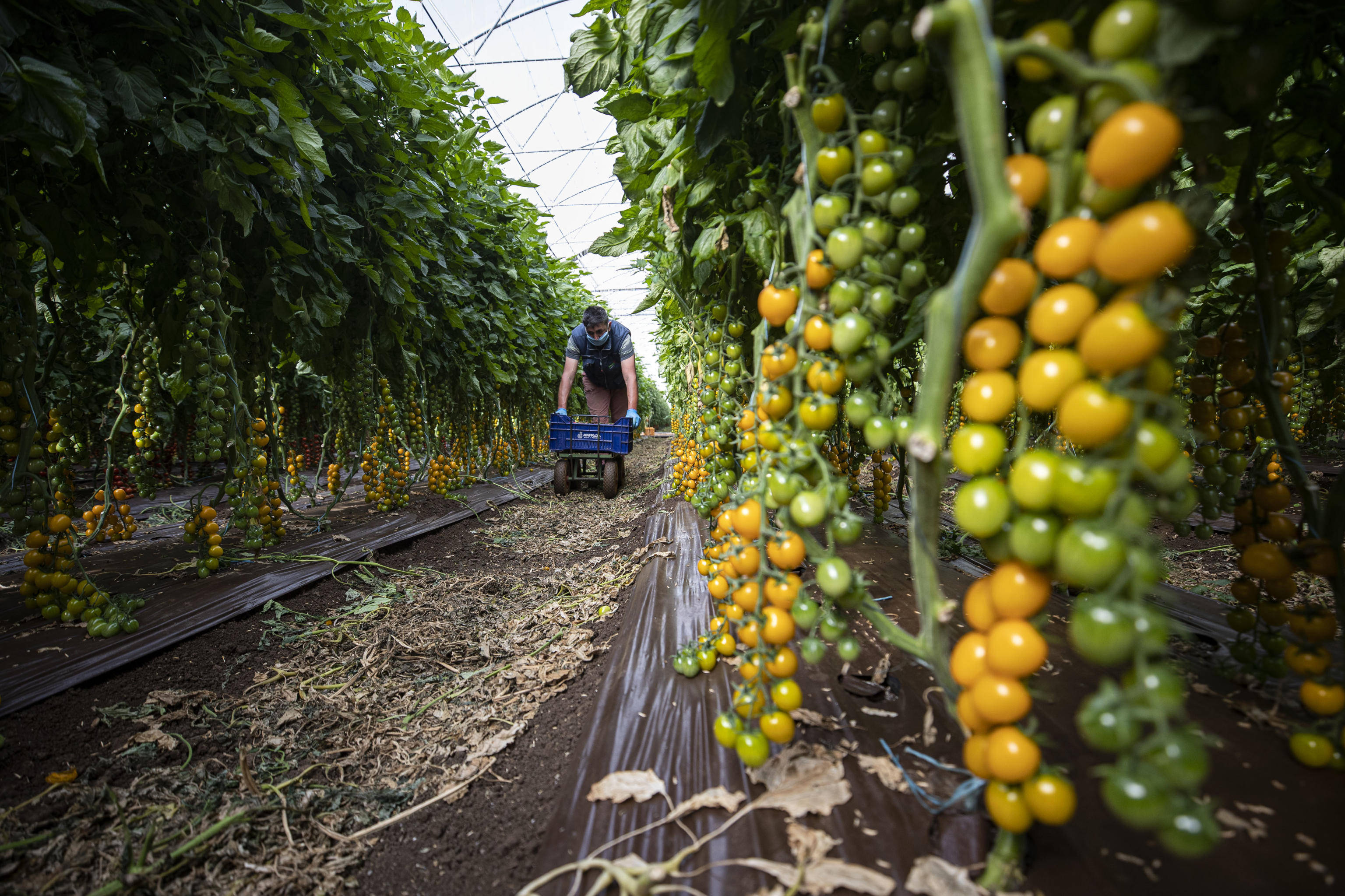 意大利恢复农业生产