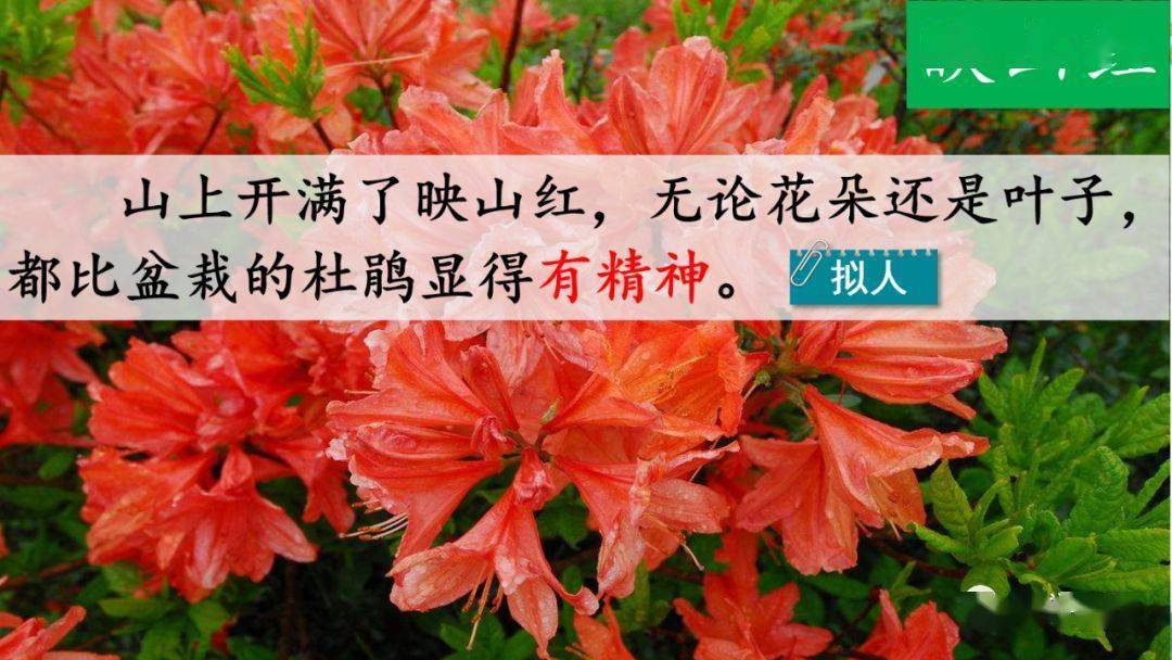 部编版四年级语文下册第17课《记金华的双龙洞》知识点+图文详解