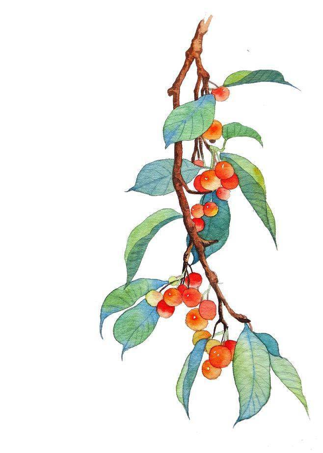 淡雅古风水彩植物手绘作品