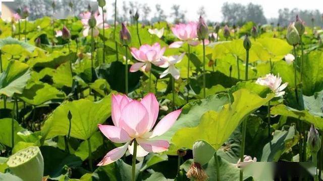 新蔡县河坞乡荷花盛开飘芳香靓丽乡村入画卷