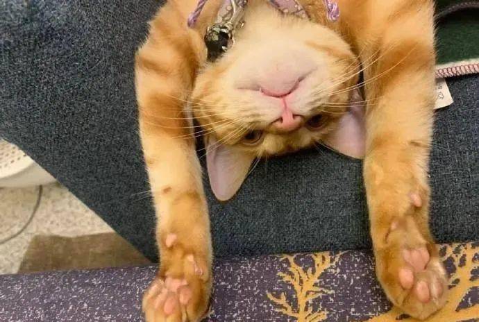 铲屎官家的猫咪总是喜欢用投降的姿势睡觉