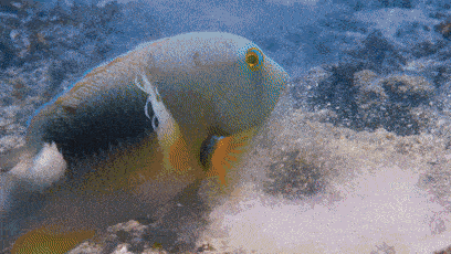 观赏鱼比我们想象的更聪明不信你往下瞧