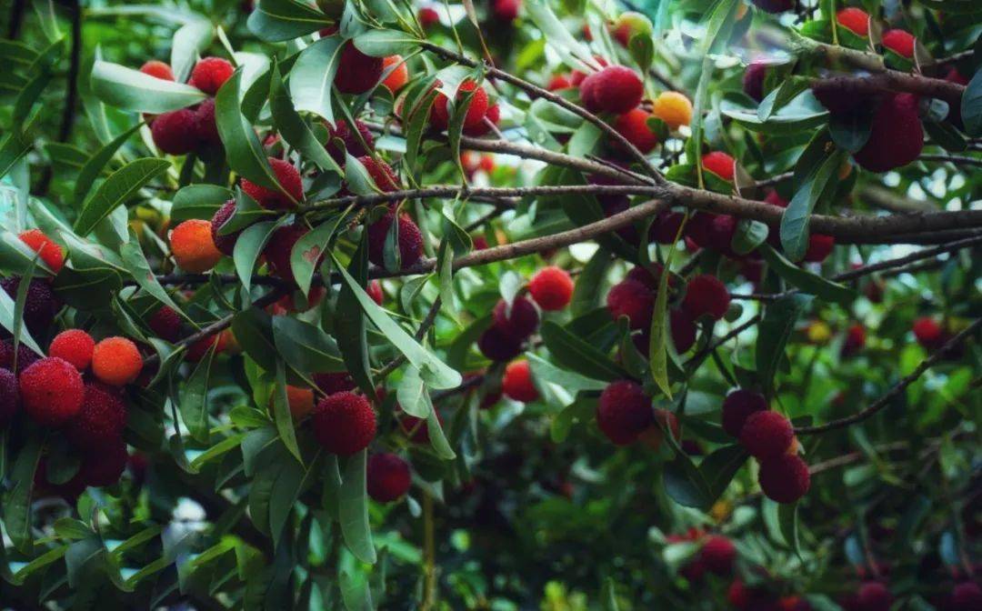 青岩新哨杨梅熟了,甜满整个夏天!
