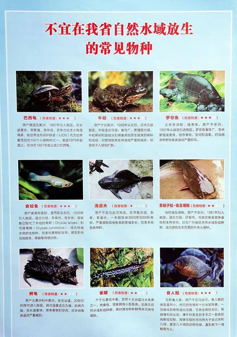 放生指南 哪些水生物种适宜放生 哪些放不得 戳这里 危害
