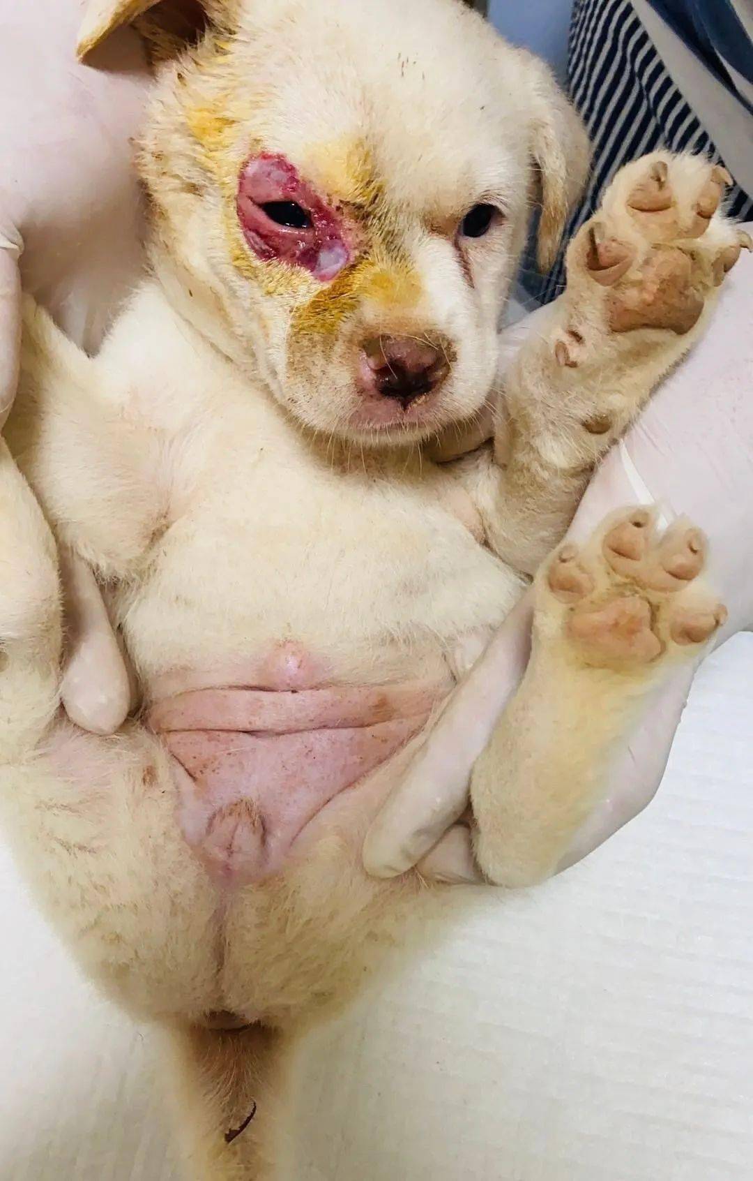 12只刚刚出生的小奶狗,在何厝的一栋废弃楼房里,遭到了虐待