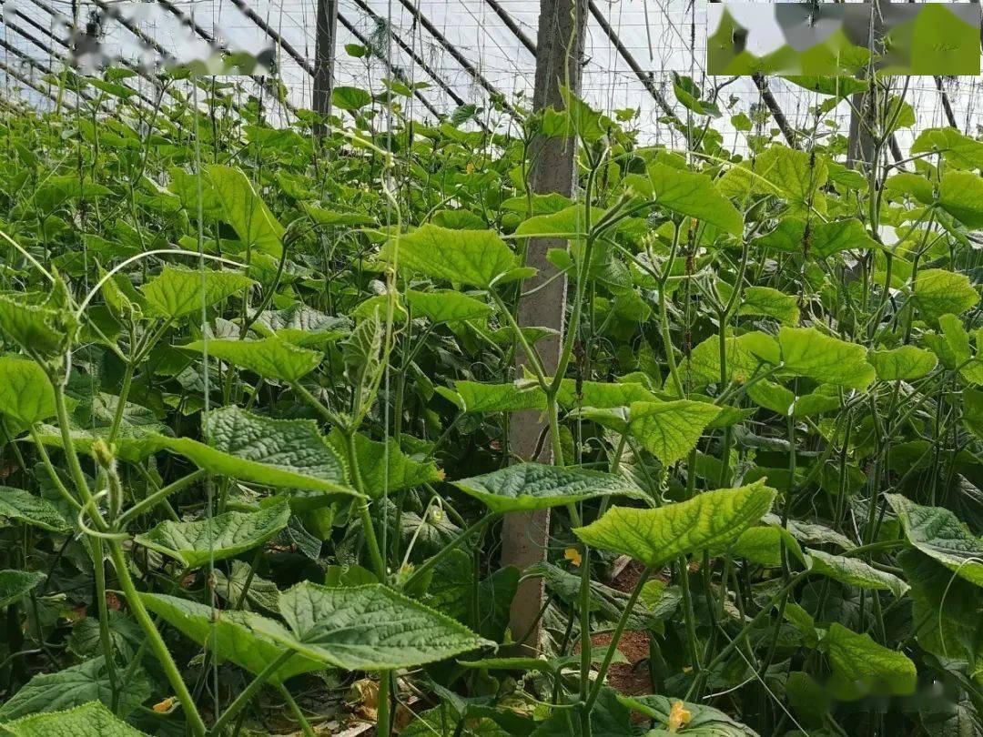 科学认识土壤连作障碍