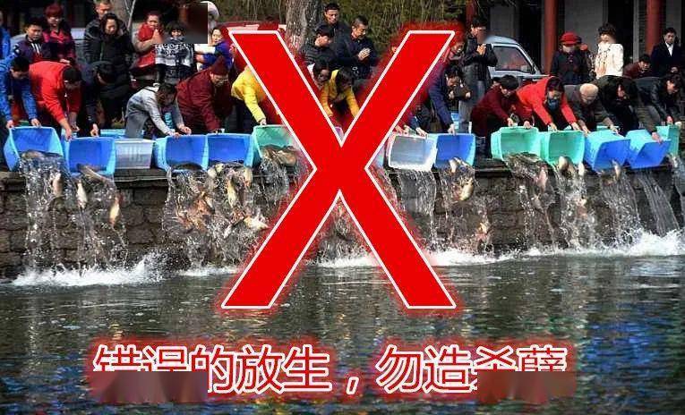 随意放生等于杀生，谈谈放生的正确方式