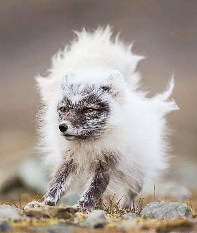 北极狐换毛期的尴尬瞬间白天鹅变小丑鸭676767