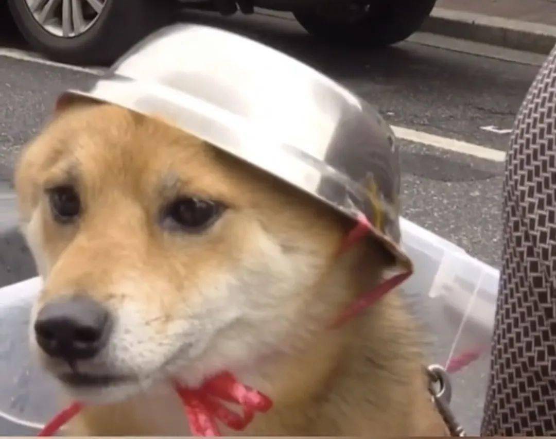 狗狗带安全帽照片图片