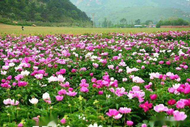 花海开出致富路 芬芳美景变"钱"景