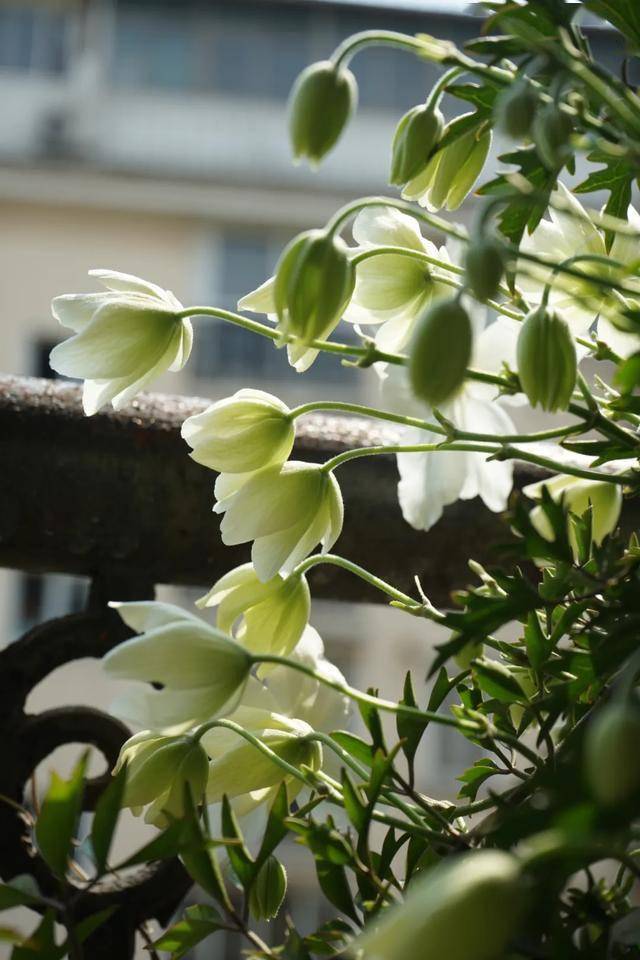 铁线莲雪崩养成记生长迅速耐热花量大且少病虫害