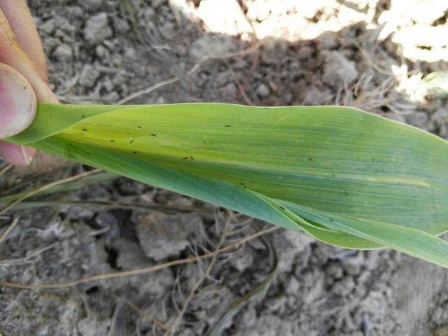 警惕即将迎来蓟马爆发期严重会绝产