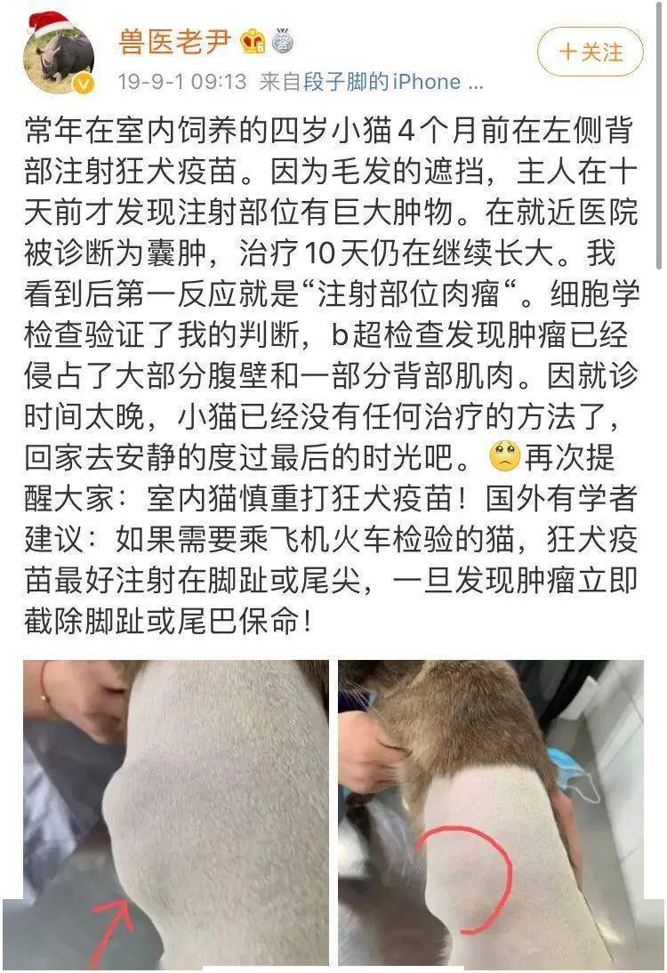 猫 求你快带我去医院吧 太疼了 猫咪