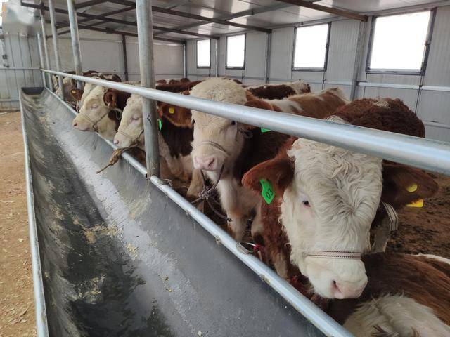 东哥纯干货放送给新手养牛人分享养牛知识让新手养牛变得轻松