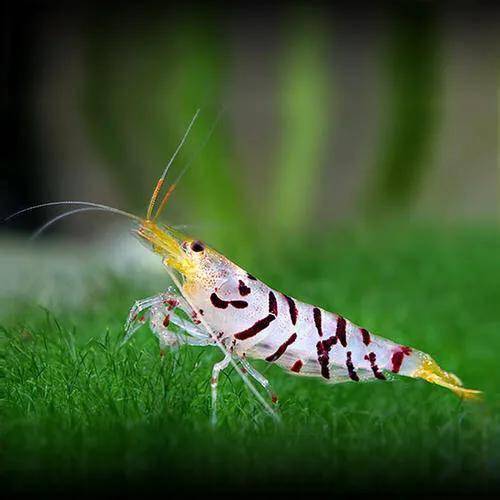 聊聊观赏虾——虎纹虾