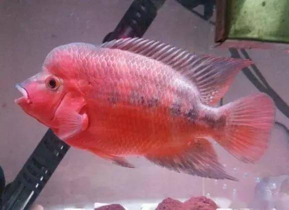 一匹大器晚成的马3月坎坷到娇艳朱红