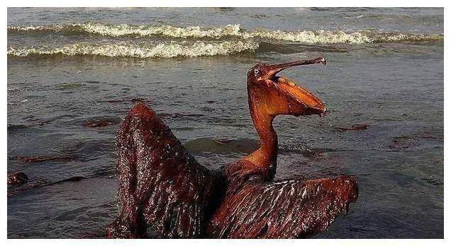 海湾战争期间,萨达姆为什么要向波斯湾倾倒500万吨石油?