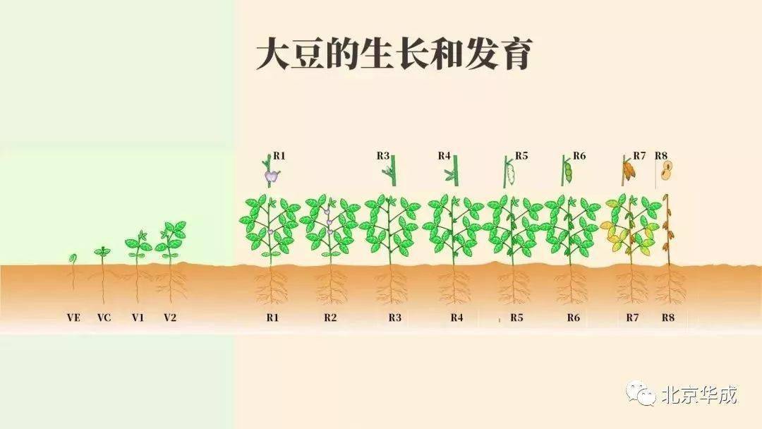 黄豆种子发芽过程图图片