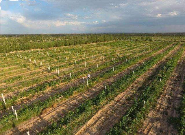 我国第八大沙漠就种了5200亩,新技术催生新农业