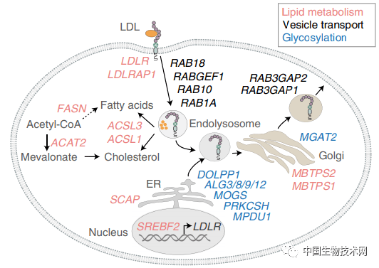 背靠背研究:当癌细胞不能自产脂肪时,会吞噬掉更多营养物质