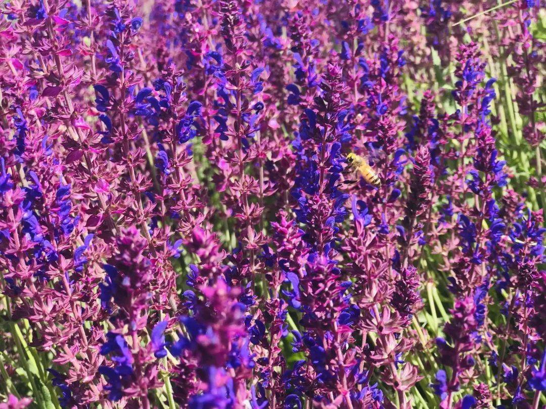 藍色黃河·劉家峽——黃河花堤(鼠尾草)_紫色