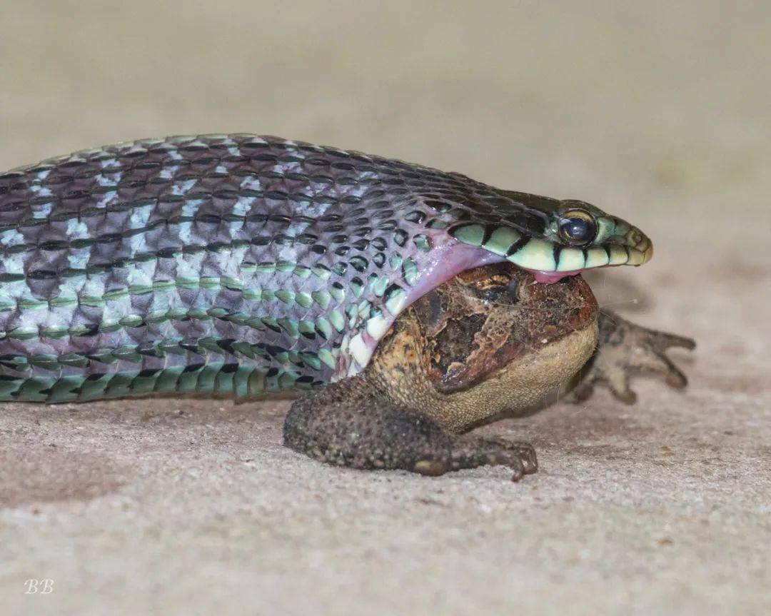 东部束带蛇因吞食蟾蜍而嘴部肿胀充血外翻?