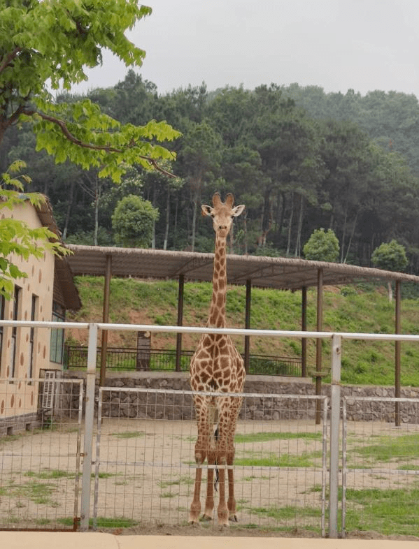 稀罕事 马鞍山这家动物世界连生了两只黑色鹿!