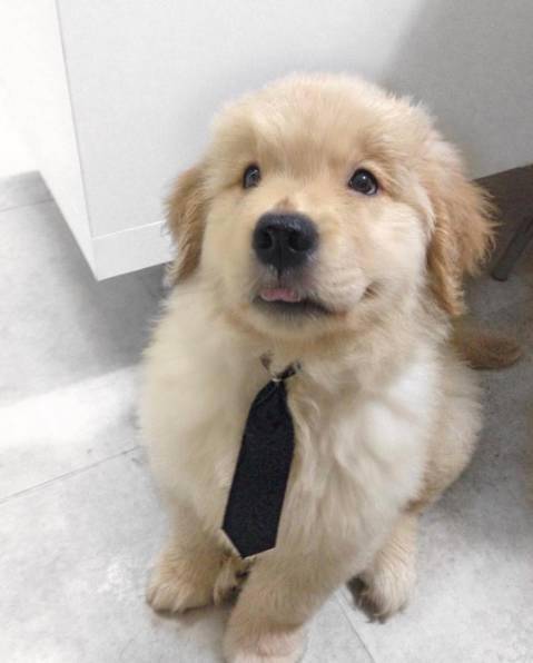 胖嘟嘟的小金毛绝对是犬界第一小萌宠!