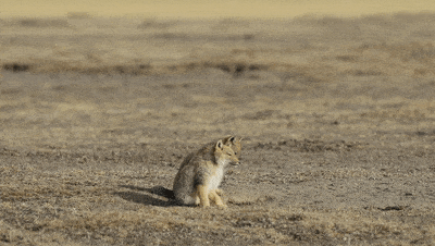 秘境之眼都说藏狐是表情包人家小时候可清秀得很