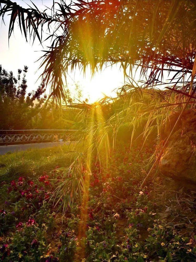 业主实拍又双叒叕来了,最美不过领秀城日出日落_朝阳