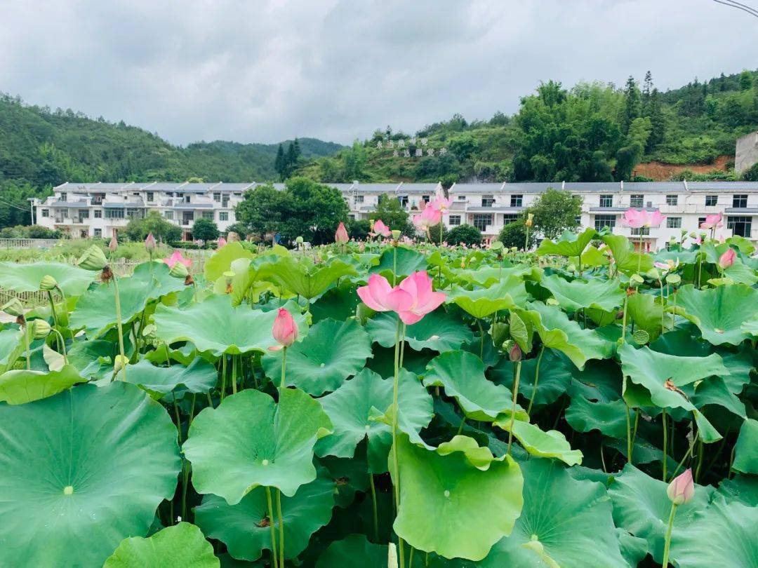 【脱贫攻坚】接天莲叶无穷碧,水岩荷花别样红_水岩乡