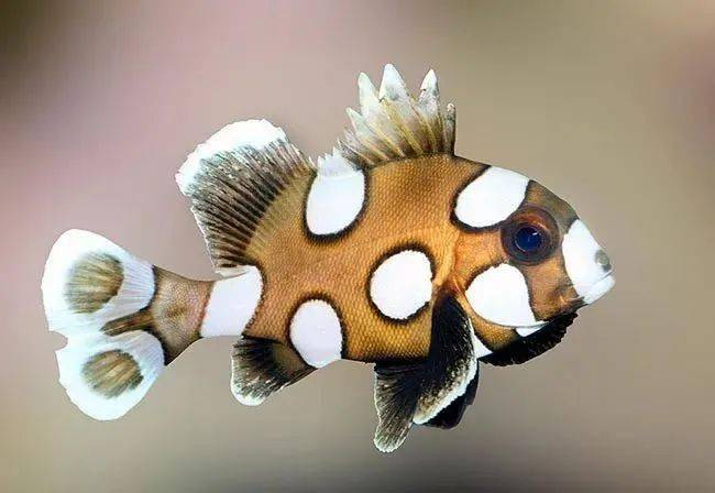 67大自然性情温和的燕子花旦斑胡椒鲷